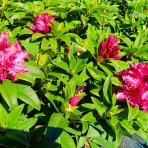 Rododendron hybridný (Rhododendron hybridum) ´MARIE FORTE´ - výška 30-40 cm, kont. C4L